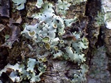 Parmelina carporrhizans image
