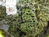 Physconia venusta image