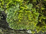 Physconia venusta image