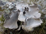 Umbilicaria grisea image