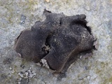 Umbilicaria grisea image