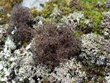 Cetraria aculeata image