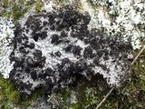 Lasallia pustulata image