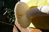 Amanita vernicoccora image