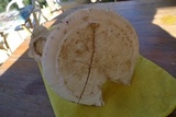 Amanita vernicoccora image
