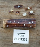 Hobsonia mirabilis image