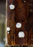 Hobsonia mirabilis image