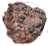 Astraeus pteridis image
