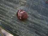 Geastrum floriforme image