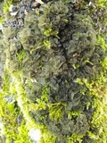 Leptogium brebissonii image