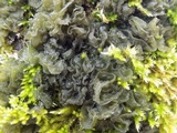 Leptogium brebissonii image