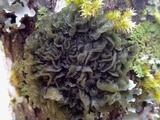 Leptogium brebissonii image