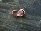 Geastrum floriforme image
