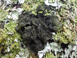 Leptogium brebissonii image