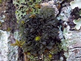 Leptogium coralloideum image