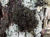 Leptogium coralloideum image