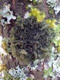 Leptogium coralloideum image
