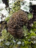 Collema fasciculare image