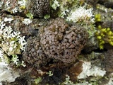 Collema fasciculare image