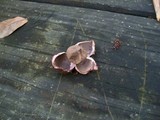 Geastrum floriforme image