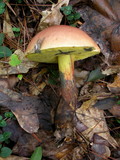 Boletus oliveisporus image