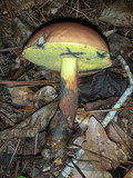 Boletus oliveisporus image