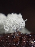 Ceratiomyxa fruticulosa var. fruticulosa image