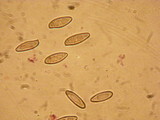 Boletus oliveisporus image