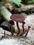 Panus neostrigosus image