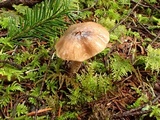 Inocybe assimilata image