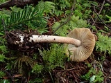 Inocybe assimilata image