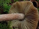Inocybe assimilata image