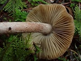 Inocybe assimilata image