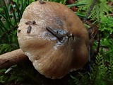 Inocybe assimilata image