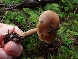 Inocybe assimilata image