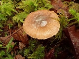 Inocybe assimilata image
