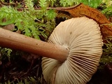 Inocybe assimilata image