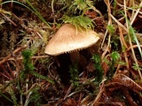 Inocybe assimilata image