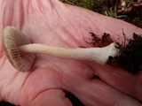 Inocybe assimilata image