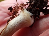 Inocybe assimilata image