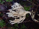 Clavulina coralloides image