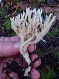 Clavulina coralloides image