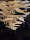 Clavulina coralloides image