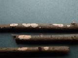 Aleurodiscus aurantius image