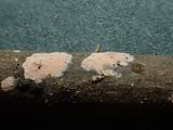 Aleurodiscus aurantius image