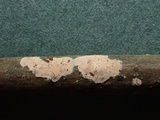 Aleurodiscus aurantius image