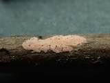 Aleurodiscus aurantius image