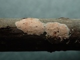 Aleurodiscus aurantius image