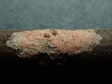 Aleurodiscus aurantius image