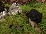 Kretzschmaria deusta image